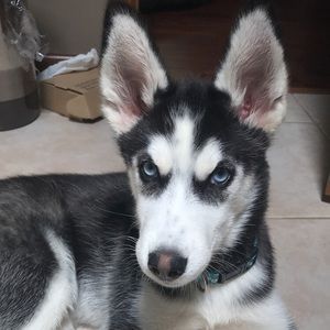 Meet your Posher, Katrina